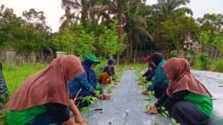Riset Mahasiswa Ungkap Keberhasilan KWT Bumi Kencana dalam Pemberdayaan Perempuan Berbasis Pertanian Terstruktur