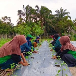 Riset Mahasiswa Ungkap Keberhasilan KWT Bumi Kencana dalam Pemberdayaan Perempuan Berbasis Pertanian Terstruktur