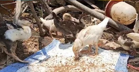 Kreatif Manfaatkan Limbah, Peternak Bebek di Muara Penimbung Kurangi Biaya Pakan