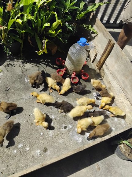 Termak Bebek di Desa Meranjat 1