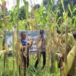 Dukung Ketahanan Pangan, Polsek Tanjung Raja Gelar Panen Jagung Pipil Di Desa Tanjung Agas